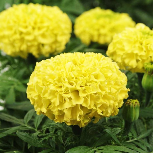Top Kadife Çiçek Tohumu Sarı - TAGETES ERECTA YELLOW