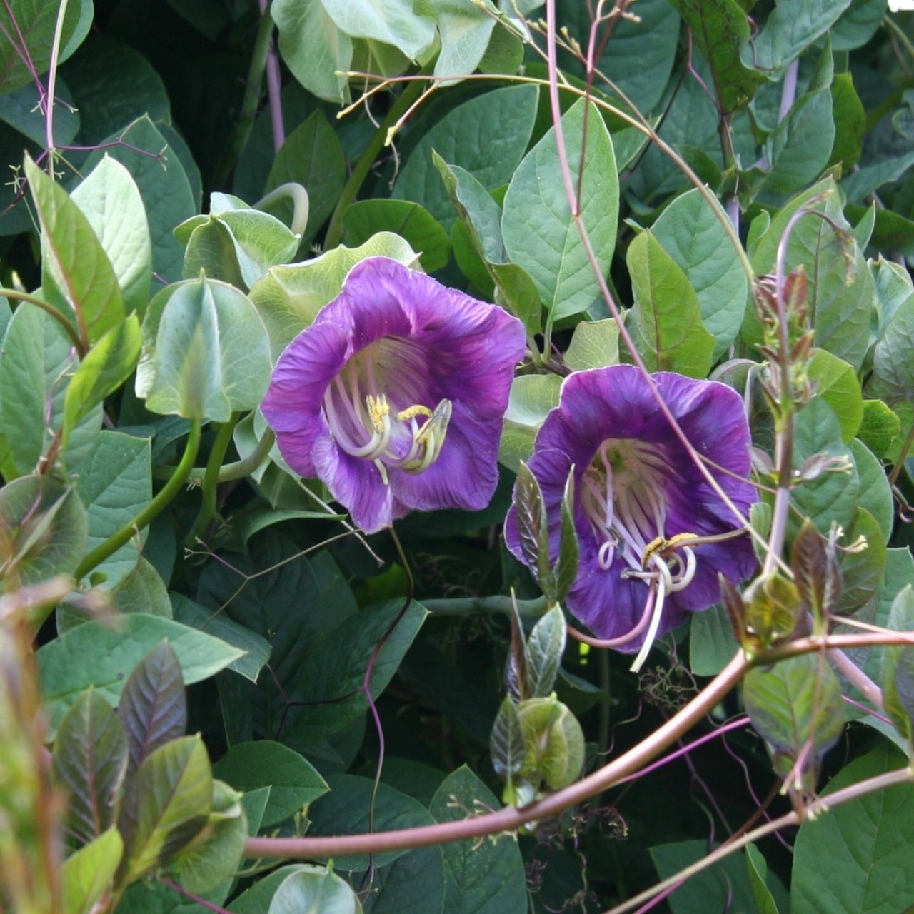 Плетущееся Растение С Фиолетовыми Цветами